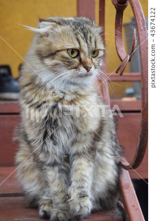Cute fluffy cat with big eyes sitting 43674122