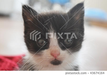 Cute furry black and white kitten watching 43674164