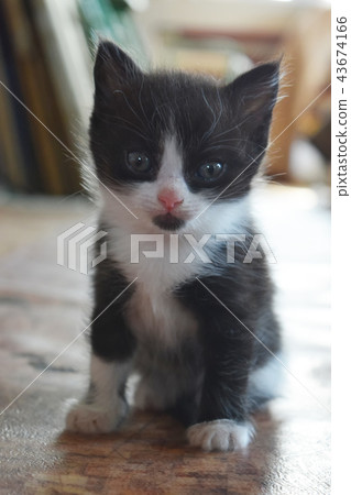 Cute furry black and white kitten watching 43674166