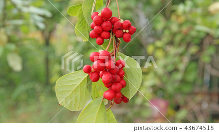 Branches of red schisandra 43674518