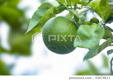 Kabosu Kabosu 43674611