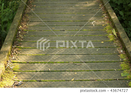 Walking path of trees 43674727
