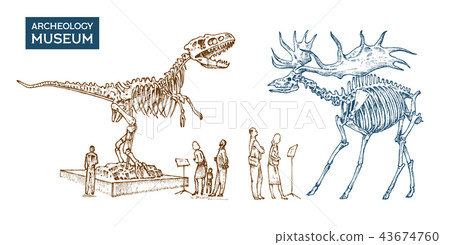 Vintage Archaeological Museum. Visitors are looking at the exhibit. Historical skeleton of an Vintage Archaeological Museum. Visitors are looking at the exhibit. Historical skeleton of an 43674760