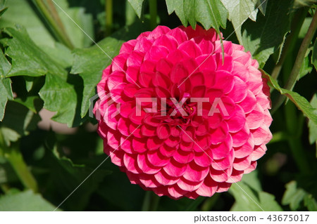 Dahlia Blooming In The English Garden Stock Photo 43675017 Pixta