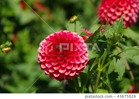 Dahlia And Bees Blooming In The English Garden Stock Photo 43675029 Pixta