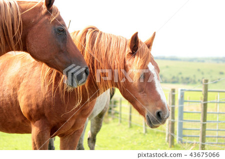 Beautiful horse 43675066