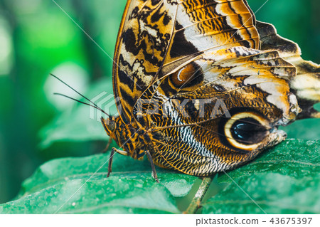 Close up of Caligo memmon butterfly 43675397