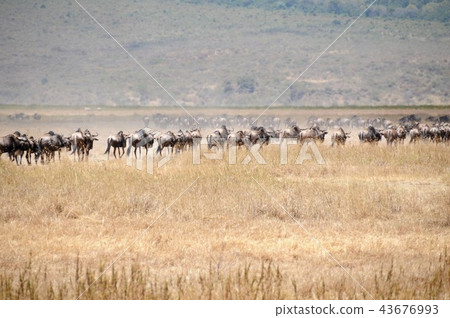 Tanzania, Ngorongoro Conservation Area, Nu 43676993