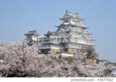 姬路城從Nishinomaru看到現存的Tenshu和Sakura 43677082