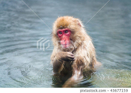 Nagano Jigokudani Onsen Japanese monkey entering hot spring 43677159