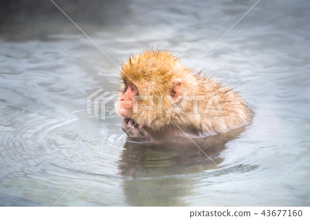 Nagano Jigokudani Onsen Japanese monkey entering hot spring 43677160