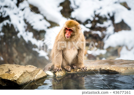 Nagano Jigokudani Onsen Japanese monkey entering hot spring 43677161
