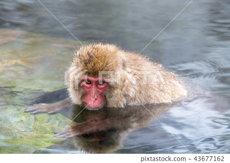 Nagano Jigokudani Onsen Japanese monkey entering hot spring 43677162