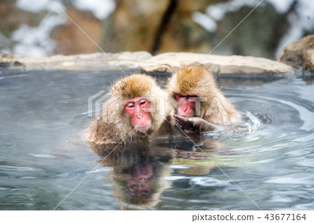 Nagano Jigokudani Onsen Japanese monkey entering hot spring 43677164