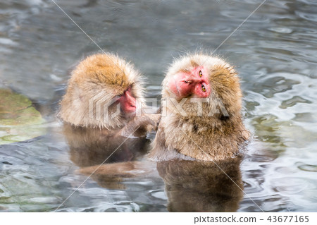 Nagano Jigokudani Onsen Japanese monkey entering hot spring 43677165