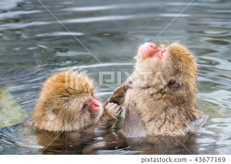 Nagano Jigokudani Onsen Japanese monkey entering hot spring 43677169