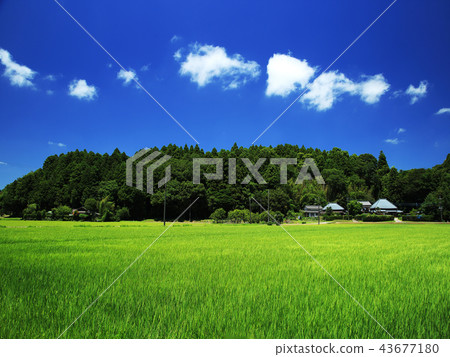 Green rice fields and houses Green rice fields and houses 43677180