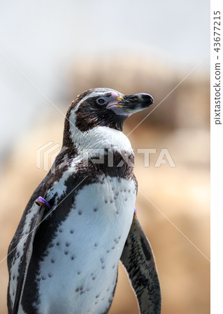 Penguin's portrait 43677215