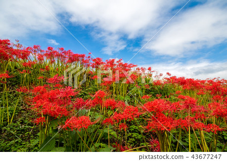 Higanki flower and blue sky Higanki flower and blue sky 43677247
