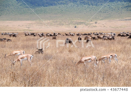 Tanzania, Ngorongoro Conservation Area, Nuo, Impala 43677448