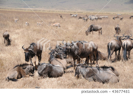 Tanzania, Ngorongoro Conservation Area, Nu 43677481