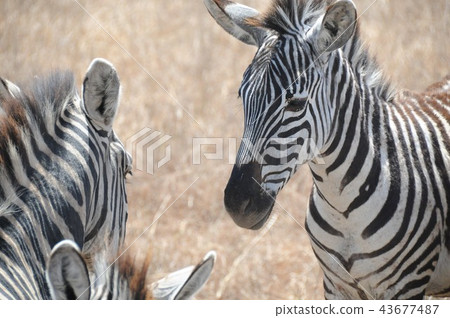 Tanzania, Ngorongoro Conservation Area, Zebra 43677487