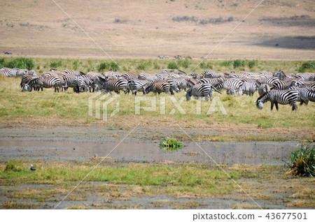 Tanzania, Ngorongoro Conservation Area, Zebra 43677501