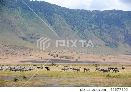 Tanzania, Ngorongoro Conservation Area, Gnus, Zebras, Owasan 43677503