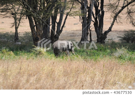 Tanzania, Ngorongoro Conservation Area, African Elephant 43677530
