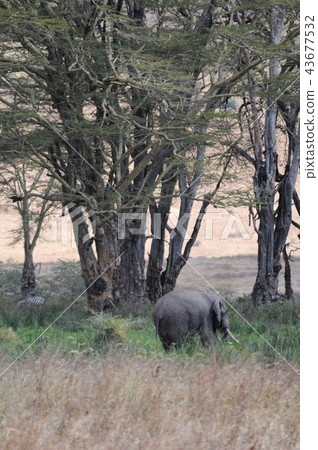Tanzania, Ngorongoro Conservation Area, African Elephant Tanzania, Ngorongoro Conservation Area, African Elephant 43677532