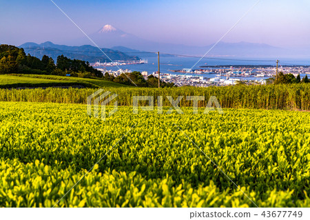 <<Shizuoka Prefecture>> Nihondaira, Mt. Fuji and tea plantation evening view <<Shizuoka Prefecture>> Nihondaira, Mt. Fuji and tea plantation evening view 43677749