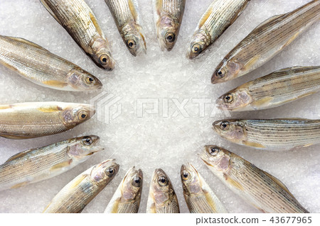 Siberian River Grayling lined in ircle on white coarse-grained salt crystals 43677965