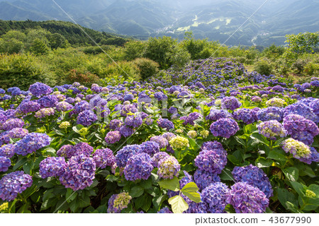Hydrangea in Minoyama Park 43677990