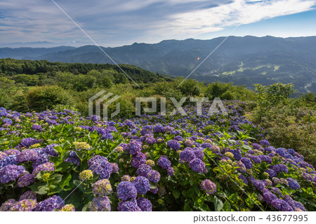 Hydrangea in Minoyama Park 43677995