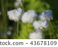 Watazsei wetted by morning dew 43678109