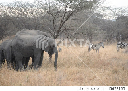 坦桑尼亞，塔蘭吉雷國家公園，非洲大象，斑馬 43678165