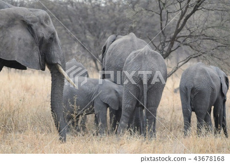 坦桑尼亞，塔蘭吉雷國家公園，非洲大象 43678168