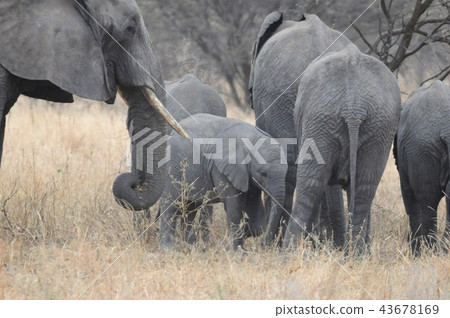 坦桑尼亞，塔蘭吉雷國家公園，非洲大象，小象 43678169