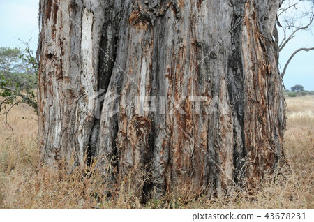 Tanzania, Tarangire National Park, Baobab stripped of bark to elephant 43678231