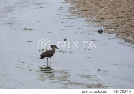Tanzania, Tarangire National Park, the Black-necked Bream 43678249