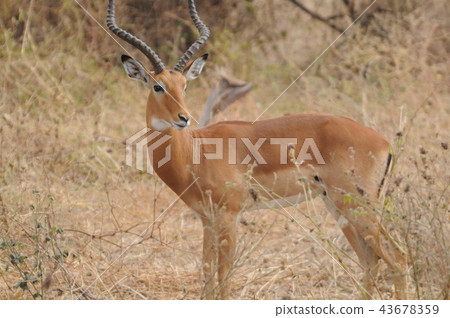 Tanzania, Tarangire National Park, Impala Tanzania, Tarangire National Park, Impala 43678359