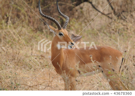 Tanzania, Tarangire National Park, Impala Tanzania, Tarangire National Park, Impala 43678360