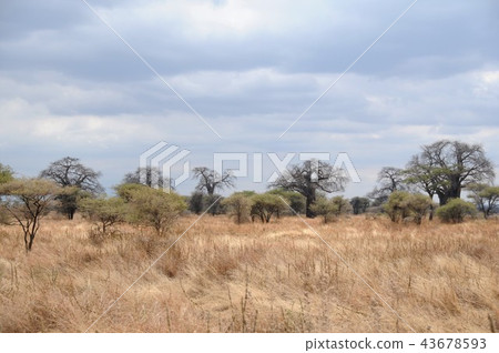 Tanzania, Tarangire National Park, Baobab 43678593