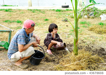 Grandfather and granddaughter grow tree together 43678608