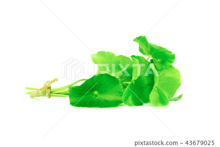 Asiatic isolated on white background 43679025