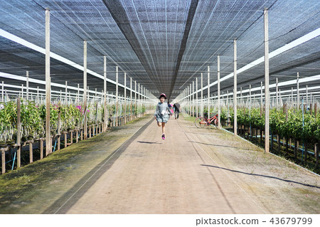 Asian little girl walking around the orchid farm Asian little girl walking around the orchid farm 43679799
