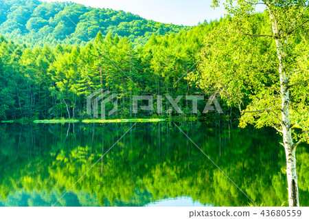 清新的綠色，生態形象“長野縣，Akaike” 43680559