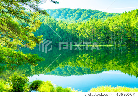 Fresh green, eco-image "Nagano prefecture, Akaike" Fresh green, eco-image "Nagano prefecture, Akaike" 43680567