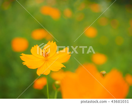  黃波斯菊 43681031