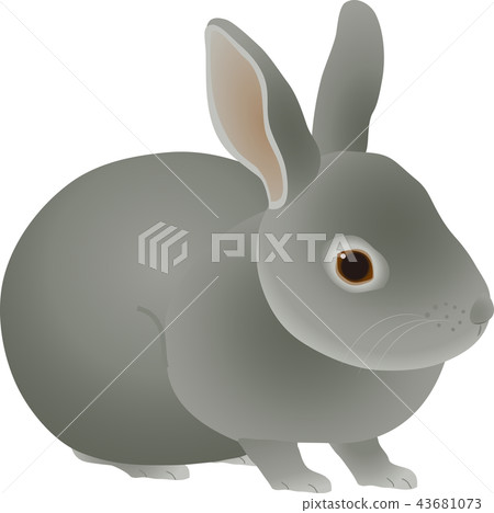 Rabbit  43681073